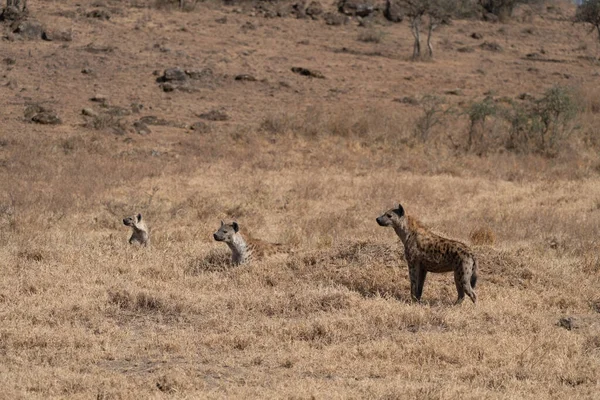 Tři Hyeny Sedí Poli Keni Africe — Stock fotografie