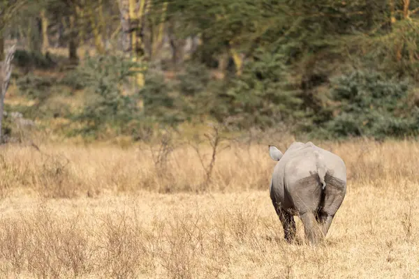 Rhinoceros Walks Grassland Lake Nakuru National Park Kenya Africa Butt — Stockfoto