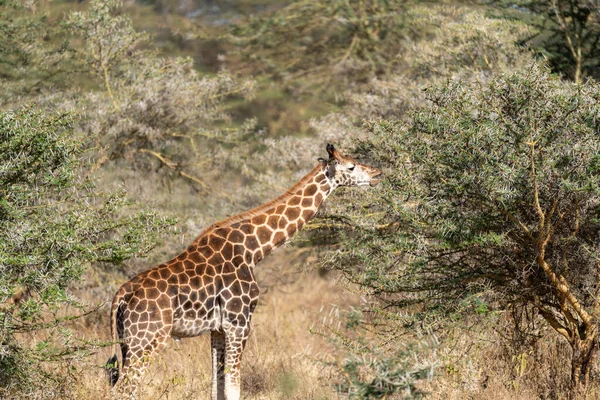 Jirafa Come Una Espina Acacia Parque Nacional Del Lago Nakuru — Foto de Stock