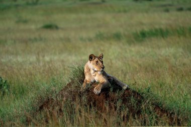 Serengeti Ulusal Parkı Tanzanya Afrika 'da toprak yığınında oturan güzel aslan dişi aslan.