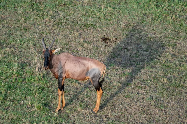 Impala Umbră Savana Rezervației Masaai Mara Kenya Africa — Fotografie, imagine de stoc