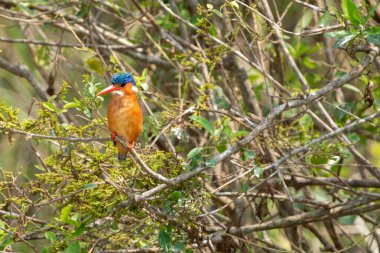 Bir ağacın dallarında yaygın Kingfisher kuşu - Uganda