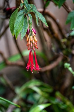 Bahçede yetişen hanımeli fuşya çiçeği.