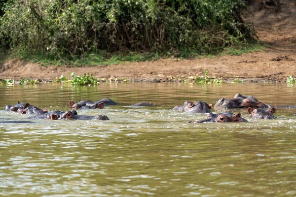 Family of hippos relaxing in the water of the Kazinga Channel - Uganda