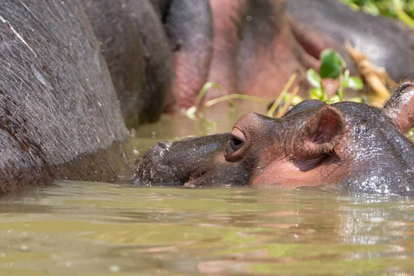 Sluiten Van Een Nijlpaard Gezicht Oren Ogen Boven Water Opgenomen — Stockfoto