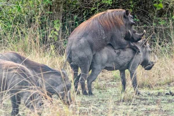 Warthogs Humping Mating Queen Elizabeth National Park Uganda — Stock Photo, Image