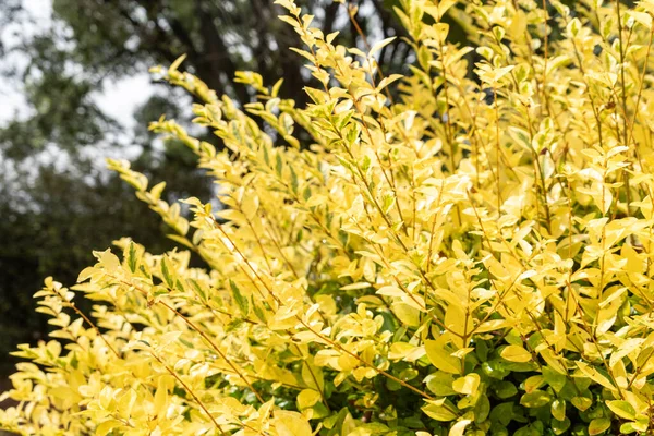 Желтая Калифорнийская Рябина Растет Саду Весной — стоковое фото