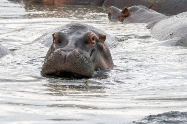 Korkunç su aygırı göldeki suyun içinde kameraya bakıyor. Serengeti Milli Parkı