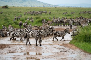 Zebralar Serengeti Milli Parkı 'nda çamurlu bir dereyi geçiyor.