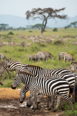 Büyük bir zebra sürüsü Serengeti Ulusal Parkı 'ndaki çamurlu toprak yolda yürüyor.