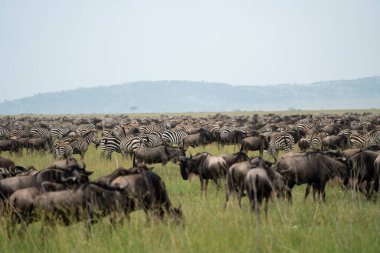 Serengeti Ulusal Parkı 'nda bir dağın önünde muazzam miktarda zebra ve antilop var.