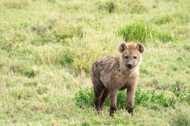 Sırtlan Serengeti Milli Parkı 'nın otlaklarında sinsice dolaşıyor.