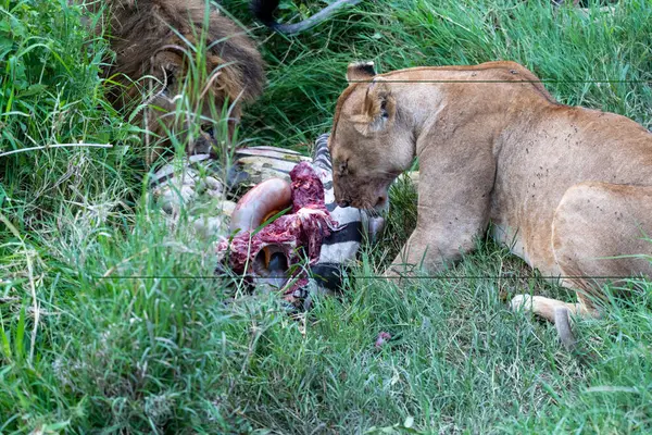 Dos Leones Comen Alimentan Cadáver Cebra Que Acaban Matar Parque —  Fotos de Stock