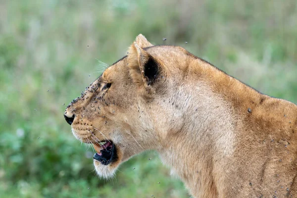 Lví Boční Portrét Otevřenou Pusou Spoustou Much Obličeji Národní Park — Stock fotografie