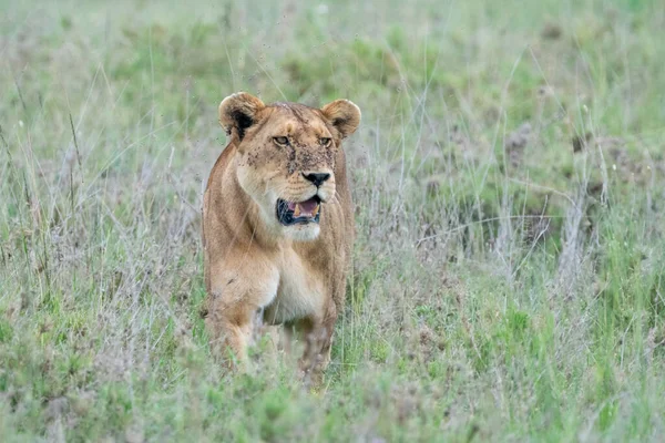 狮子躲藏在高高的草地上 在猎食时看着猎物 塞伦盖蒂国家公园 — 图库照片