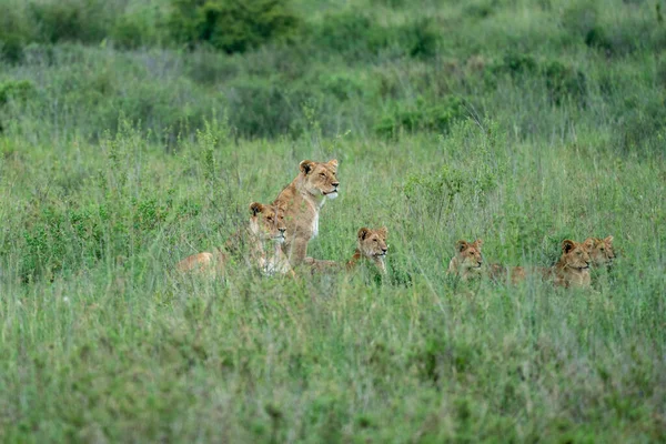 Família Leões Esconde Grama Alta Observando Suas Presas Enquanto Caçam — Fotografia de Stock