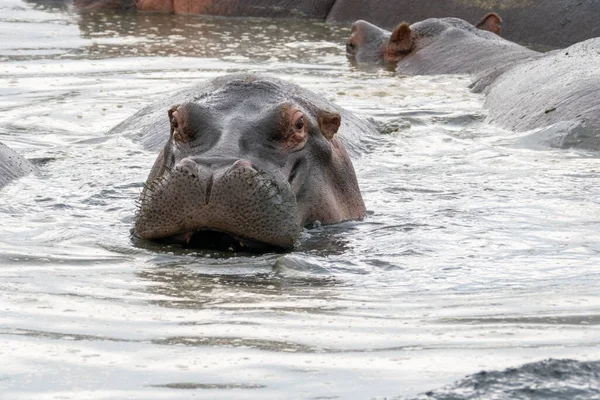 Hipopótamo Aterrador Mira Cámara Mientras Está Agua Estanque Parque Nacional —  Fotos de Stock