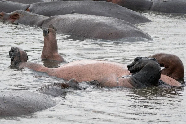Hippo Legt Zijn Buik Met Benen Maag Zichtbaar Hoofd Onder — Stockfoto
