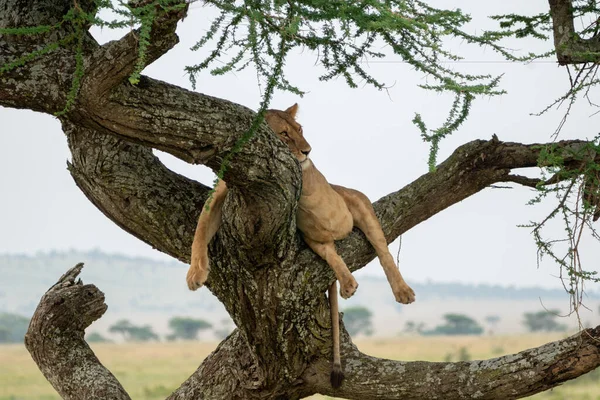 Leão Saindo Relaxando Vibrando Uma Árvore Salsicha Serengeti National Park — Fotografia de Stock