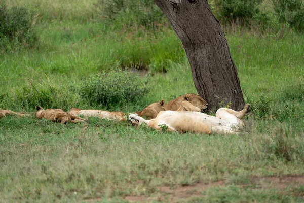 狮子休息和放松 肚子向上 在一棵树旁边小睡一下午 Serengeti国家公园 — 图库照片