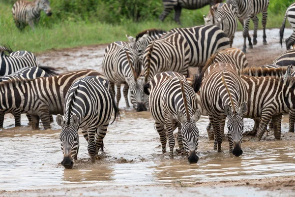 Manada Cebras Tomar Una Copa Arroyo Parque Nacional Del Serengeti —  Fotos de Stock