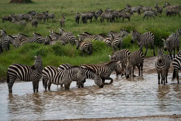 Herd Zebras Take Drink Creek Serengeti National Park — Stock Photo, Image