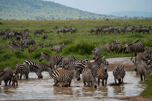 Rebanho Zebras Tomar Uma Bebida Riacho Parque Nacional Serengeti — Fotografia de Stock