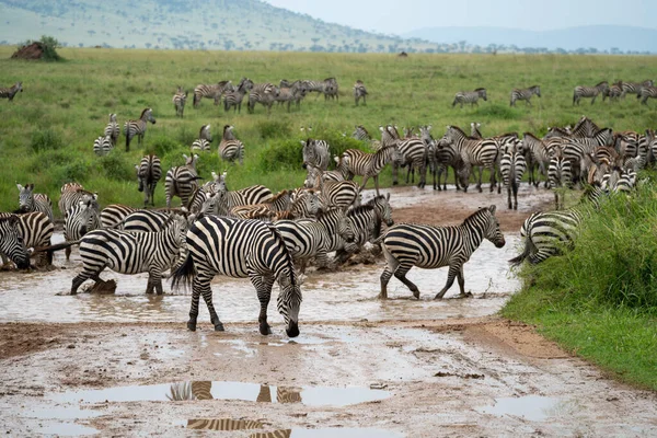 Zebras Atravessa Riacho Lamacento Parque Nacional Serengeti — Fotografia de Stock