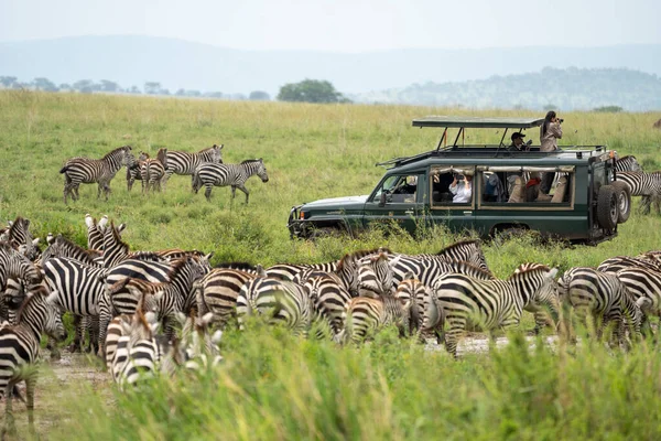 タンザニアのセレンゲティ 2023年3月11日 観光客とサファリ車はシマウマの大群れに囲まれている — ストック写真