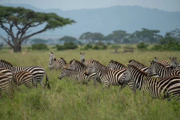 Zebras Movimento Parque Nacional Serengeti Tanzânia — Fotografia de Stock