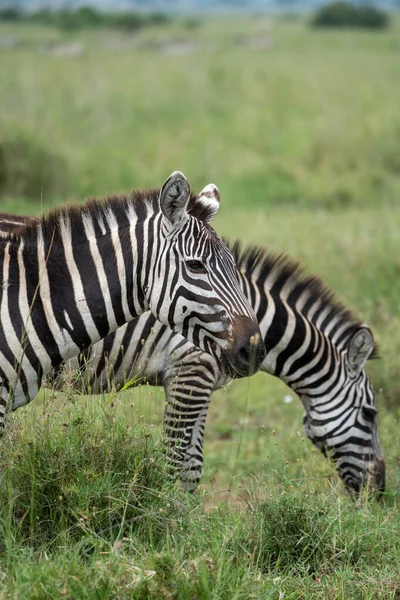 Dwie Zebry Orientacja Portretowa Parku Narodowym Serengeti — Zdjęcie stockowe