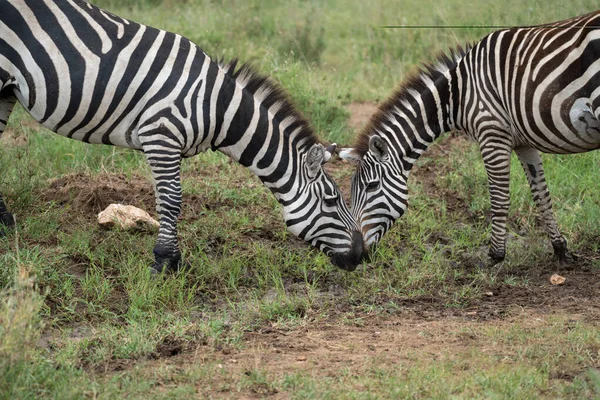 Две Зебры Соприкасаются Носом Связью Национальном Парке Серенгети — стоковое фото