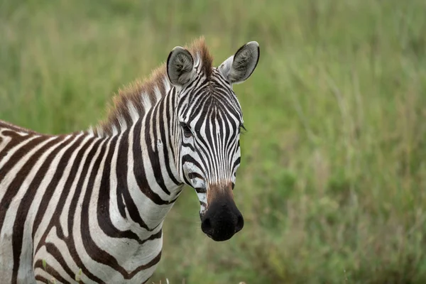 Retrato Uma Zebra Tiro Cabeça Olhando Para Câmera Parque Nacional — Fotografia de Stock