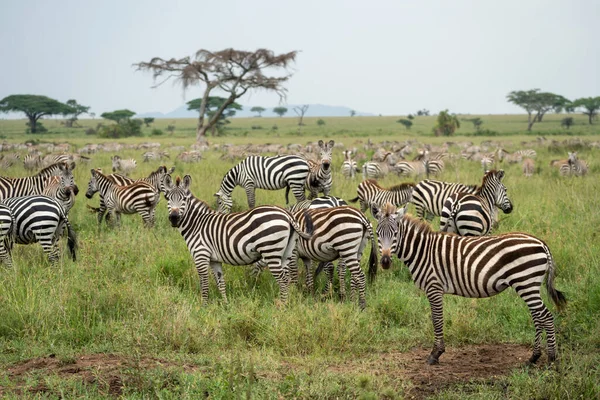 ゼブラスは放牧から一時停止し カメラを見詰めるために食べる Serengeti国立公園 — ストック写真