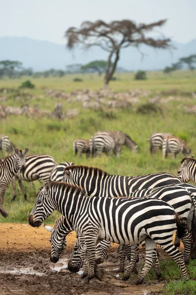 Enorme Manada Zebras Caminham Por Uma Estrada Terra Enlameada Parque — Fotografia de Stock