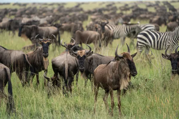 Enorme Kudde Wilde Beesten Selectieve Focus Serengeti National Park Tanzania — Stockfoto