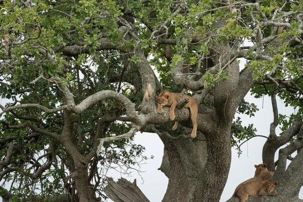Söta Lata Lejon Sover Och Sover Ett Korvträd Serengeti Nationalpark — Stockfoto