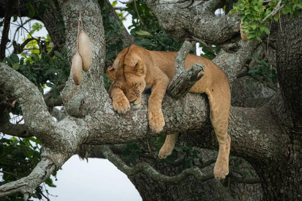 Cute, lazy lion sleeps and naps in a sausage tree in Serengeti National Park