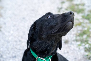 Genç siyah labrador Retriever başını kaldırıp başını belaya soktu.