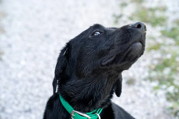 Joven Labrador Negro Recuperador Levanta Cabeza Dando Ojo Lateral Después — Foto de Stock