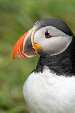 Atlantik martı portresi. Doğu İzlanda, eystri 'de yan manzaralı.