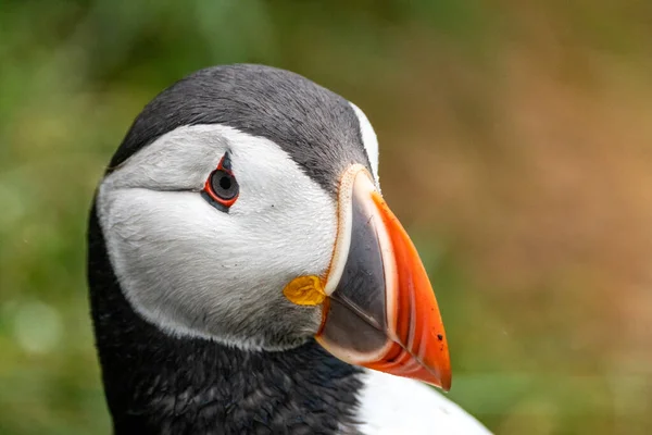 Side Portrait Altantic Puffin Iceland Stock Photo