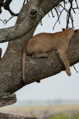 Ağaca tırmanan aslan, kameradan uzak bir şekilde bir sosis ağacında uyur. Tanzanya Serengeti Milli Parkı