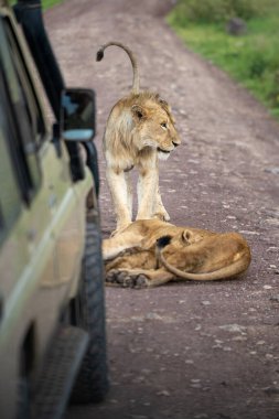 Aslan ailesi Ngorongoro krateri Tanzanya 'da yolun ortasında dinleniyor ve oyun oynuyor.