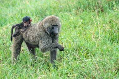 Sırtında bebek bebekle babun otları yerken Serengeti Tanzanya