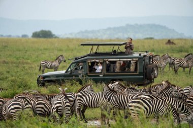 Tanzanya, Afrika - 11 Mart 2023: Safari Land Cruiser aracı bir zebra sürüsüyle çevrili. Turist kadın fotoğraf çekiyor.