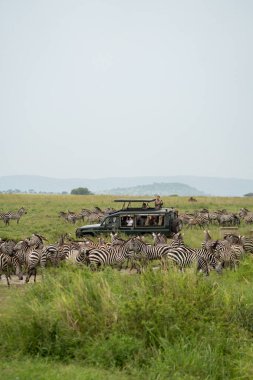 Tanzanya, Afrika - 11 Mart 2023: Safari Land Cruiser aracı bir zebra sürüsüyle çevrili. Turist kadın fotoğraf çekiyor.