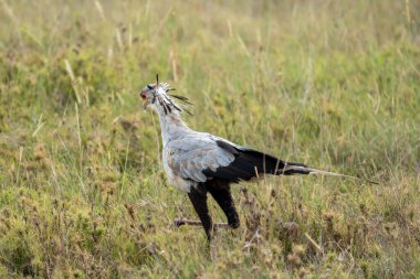 Sekreterkuş, Doğu Afrika 'da bulunan büyük bir yırtıcı kuş türüdür. Serengeti, Tanzanya 'da çekildi