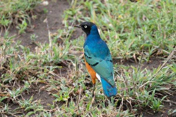 stock image Blue-bellied Roller bird on the grass, in Serengeti National Park Tanzania