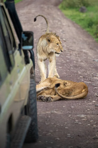 Família Leão Descansando Brincando Meio Estrada Cratera Ngorongoro Tanzânia — Fotografia de Stock